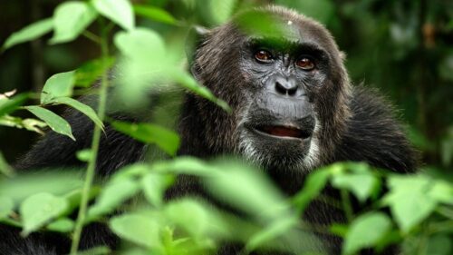 Gorilla, Monkey, Grass, Hide, Branches Desktop HD Wallpapers Free Download