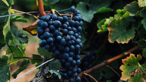 Grapes, Berries, Bunch, Vine Desktop HD Wallpapers Free Download