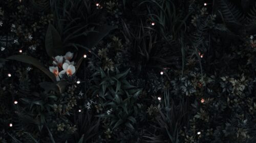 Grass, Flowers, Leaves PC Wallpapers Free Download