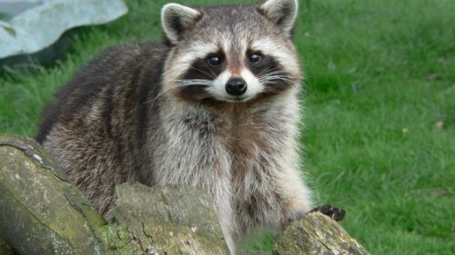 Grass, Muzzle, Raccoon PC Wallpapers Free Download