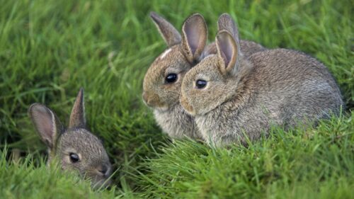 Grass, Rabbits, Three, Eyes PC Wallpapers Free Download