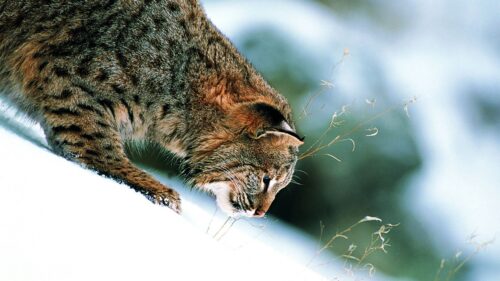 Grass Snow, Winter, Slope Lynx PC Wallpapers Free Download