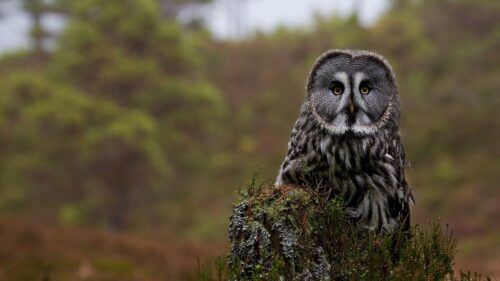 Great, Gray, Owl, Predator PC Wallpapers Free Download