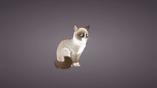 Grumpy, Cat, Meme, Cat PC Wallpapers Free Download