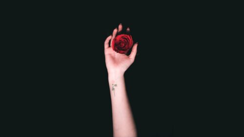 Hand, Roses, Tattoo Wallpapers Free Download