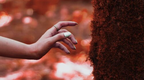 Hand, Tree, Moss Wallpapers Free Download