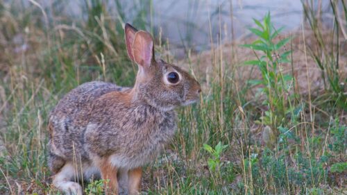 Hare, Animal, Gray Wallpapers Free Download