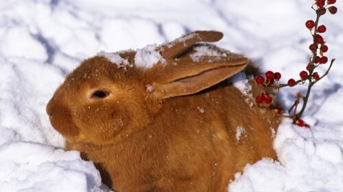 Hare, Snow, Cold, Hiding Wallpapers Free Download