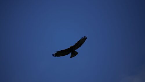 Hawk, Bird, Predator Wallpapers Free Download