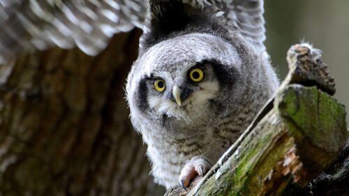 Hawk Owl, Owl, Predator Wallpapers Free Download