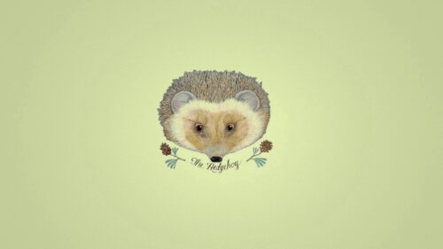 Hedgehog, Drawing, Flowers Wallpapers Free Download