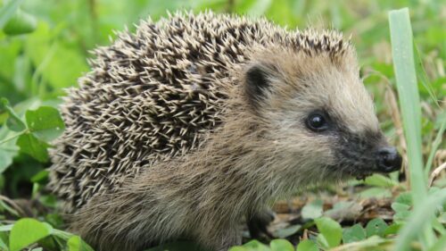 Hedgehog, Grass, Muzzle, Spikes Wallpapers Free Download
