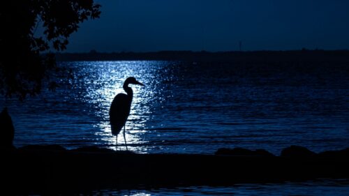 Heron, Moon, Night Wallpapers Free Download