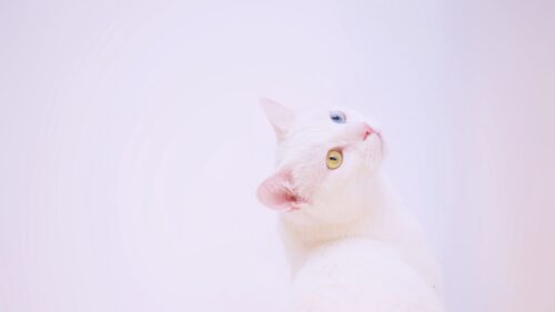 Heterochromia, Cat, Muzzle Wallpapers Free Download