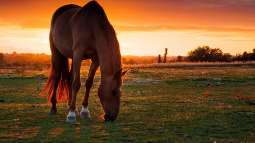 Horse, Field, Pasture, Sunset HD Wallpapers Free Download