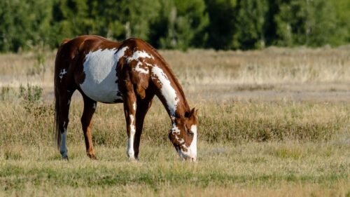 Horse, Grass, Eating, Walking, Spotted HD Wallpapers Free Download