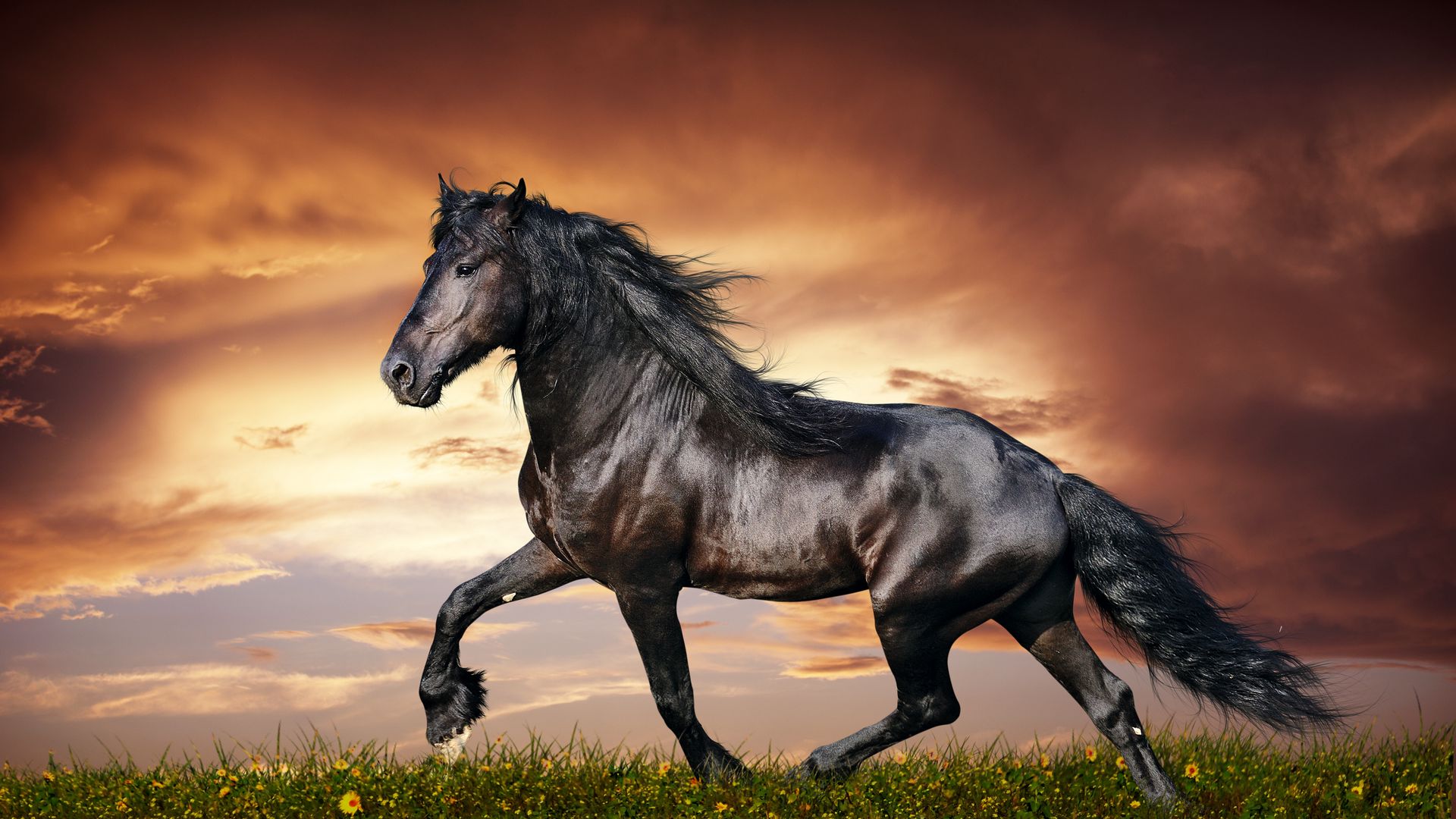 Horse, Running, Sunset, Field, Grass HD Wallpapers Free Download
