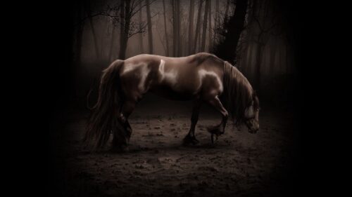 Horse, Shadow, Forest, Walk, Beautiful HD Wallpapers Free Download