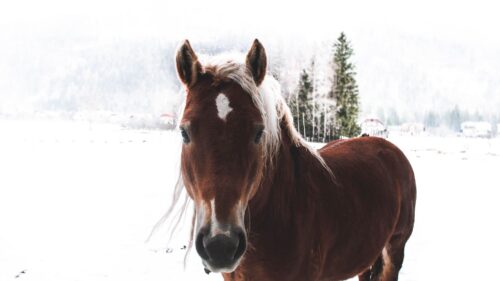 Horse, Snow, Muzzle HD Wallpapers Free Download