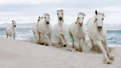 Horses, Herd, Run, Sand, Sea HD Wallpapers Free Download