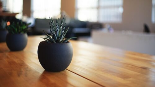 Houseplant, Pot, Table HD Wallpapers Free Download