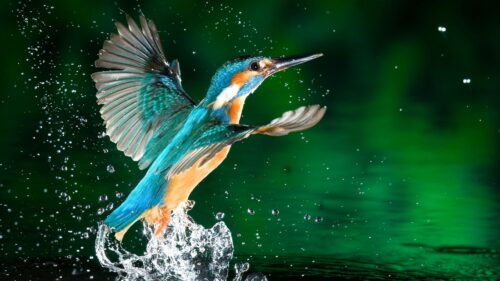 Humming, Birds, Bird, Spray HD Wallpapers Free Download