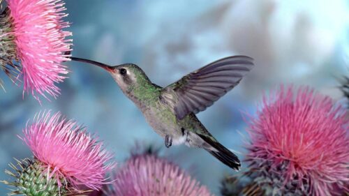 Hummingbirds, Bird, Swing, Flight HD Wallpapers Free Download
