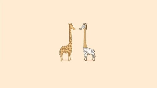 Humor, Zebra, Giraffe, Art, Minimalism HD Wallpapers Free Download