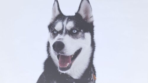 Husky, Dog, Muzzle, Blue Eyed HD Wallpapers Free Download