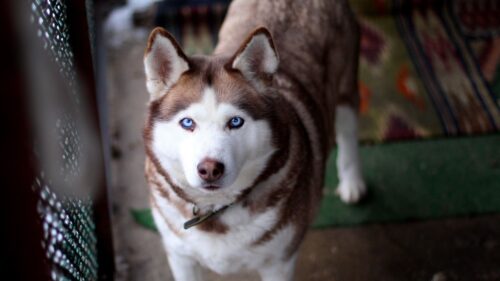 Husky, Dog, Muzzle, Eyes, Collar HD Wallpapers Free Download