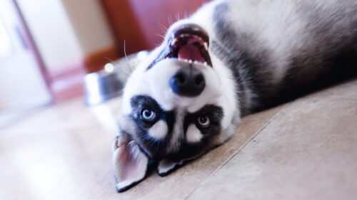 Husky, Dog, Puppy, Snout, Eyes, Lies HD Wallpapers Free Download