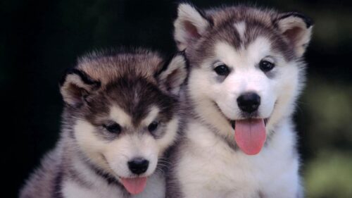 Husky, Puppies, Couple, Leisure HD Wallpapers Free Download