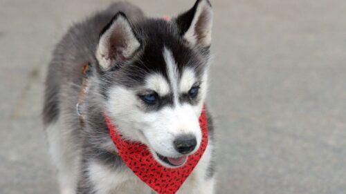 Husky, Puppy, Dog, Face HD Wallpapers Free Download