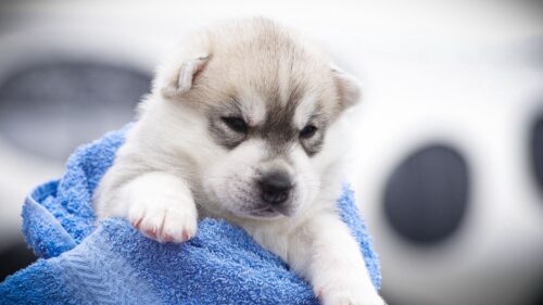 Husky, Puppy, Snout HD Wallpapers Free Download