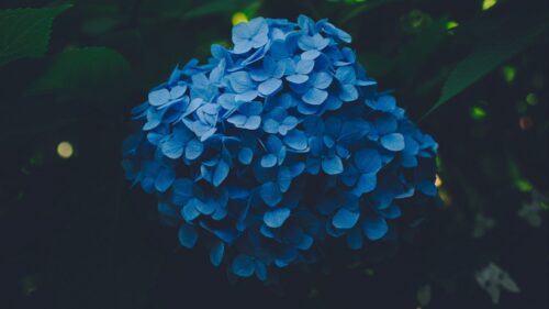 Hydrangea, Blue, Inflorescence HD Wallpapers Free Download