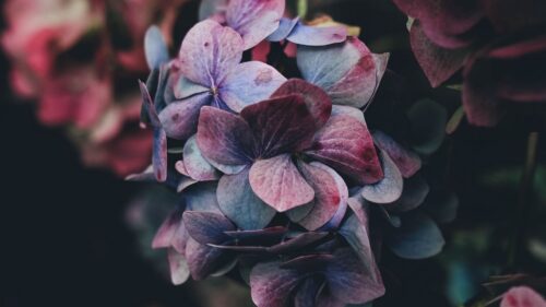Hydrangea, Bush, Petals HD Wallpapers Free Download