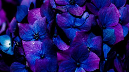 Hydrangea, Flowers, Inflorescence HD Wallpapers Free Download