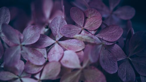 Hydrangea, Flowers, Macro HD Wallpapers Free Download