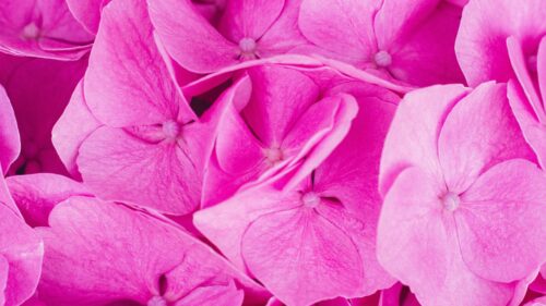 Hydrangea, Pink, Inflorescence HD Wallpapers Free Download