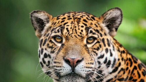 Jaguar, Face, Color HD Wallpapers