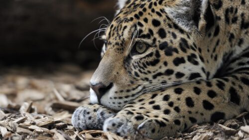Jaguar, Predator, Snout, Big Cat HD Wallpapers