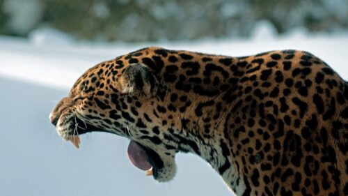 Jaguar, Teeth, Predator, Cat HD Wallpapers