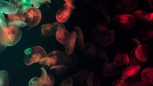Jellyfish, Glow, Colorful HD Wallpapers