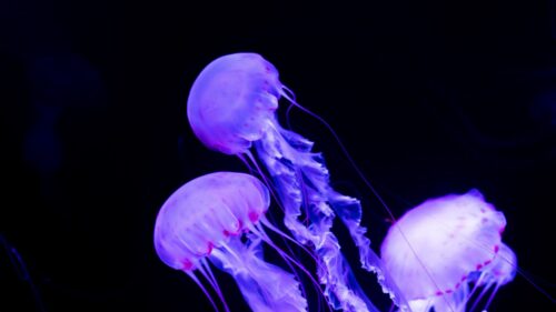 Jellyfish, Underwater, World, Neon HD Wallpapers