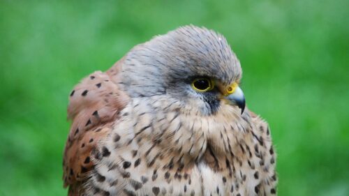Kestrel, Hawk, Bird, Beak, Predator HD Wallpapers