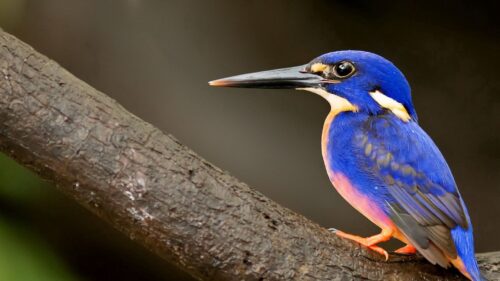 Kingfisher, Bird, Beak HD Wallpapers for PC
