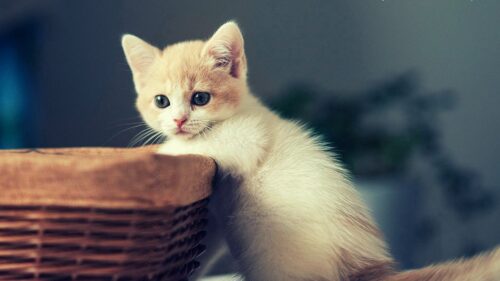 Kitten, Basket, Sit, Kid HD Wallpapers for PC