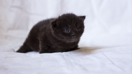Kitten, Black, Fluffy, Baby HD Wallpapers for PC