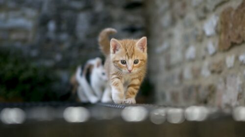 Kitten, Blur, Light HD Wallpapers for PC