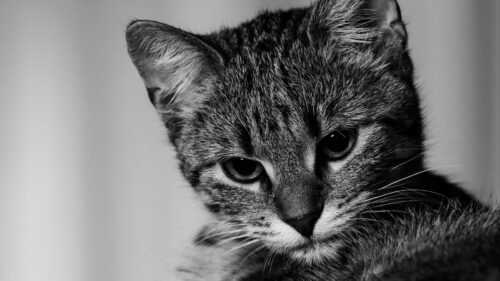 Kitten, Cat, BW HD Wallpapers for PC
